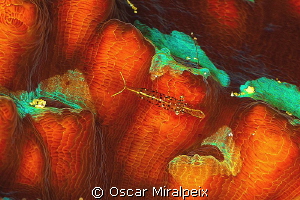"orange/green"
shrimp over coral by Oscar Miralpeix 